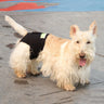 Healers Comfort & Calming Body Wrap - Rear Support for Thunderstorms